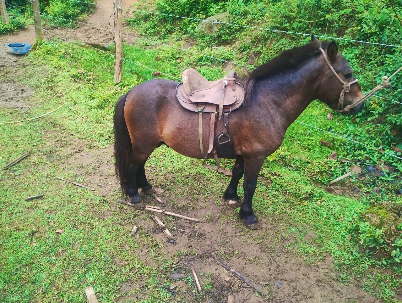 Pônei para passeios - Ideal para crianças - Foto 4