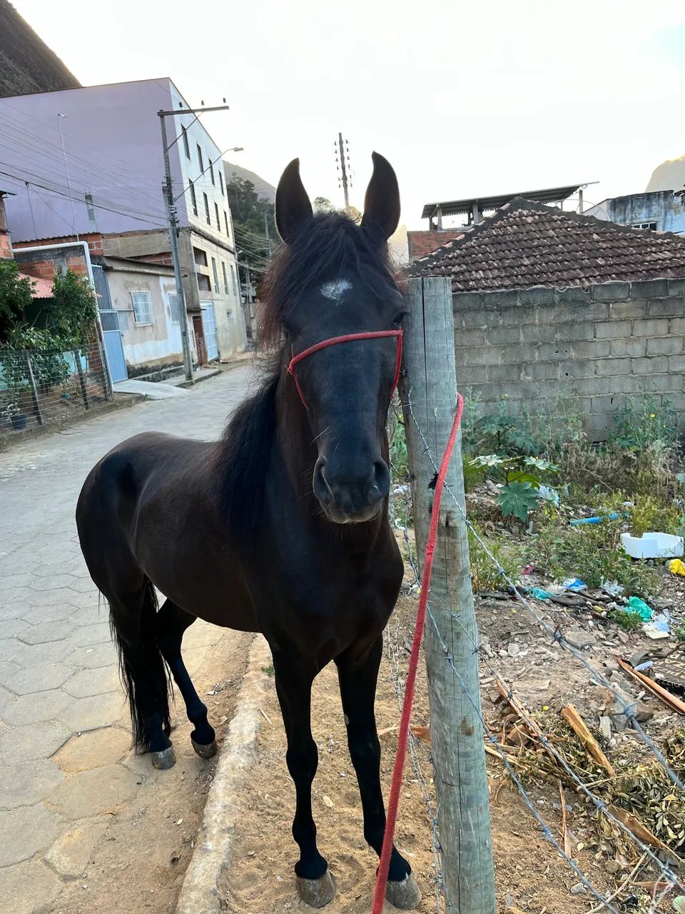 Cavalo preto - Foto 3