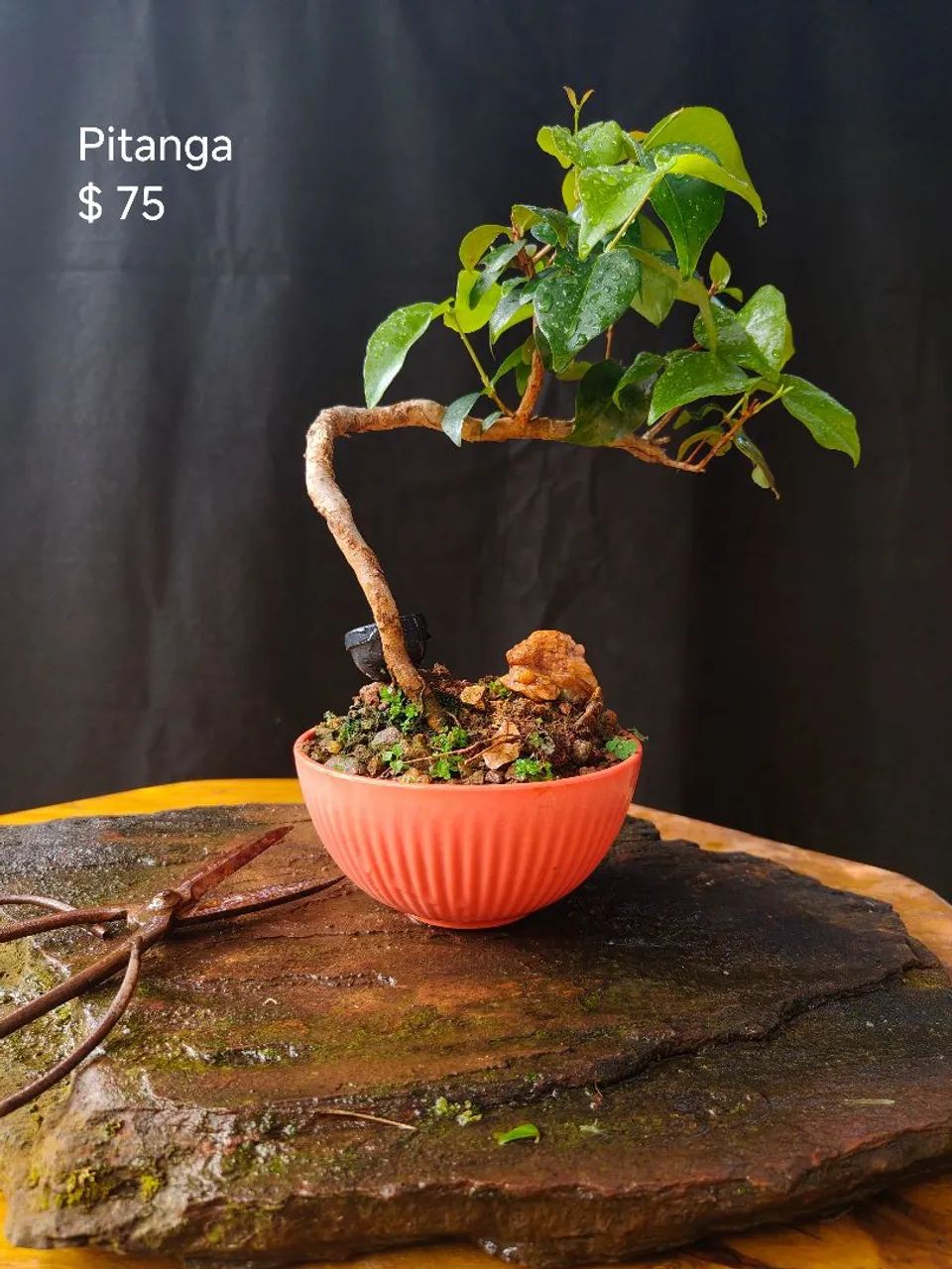 Bonsai Pitanga 