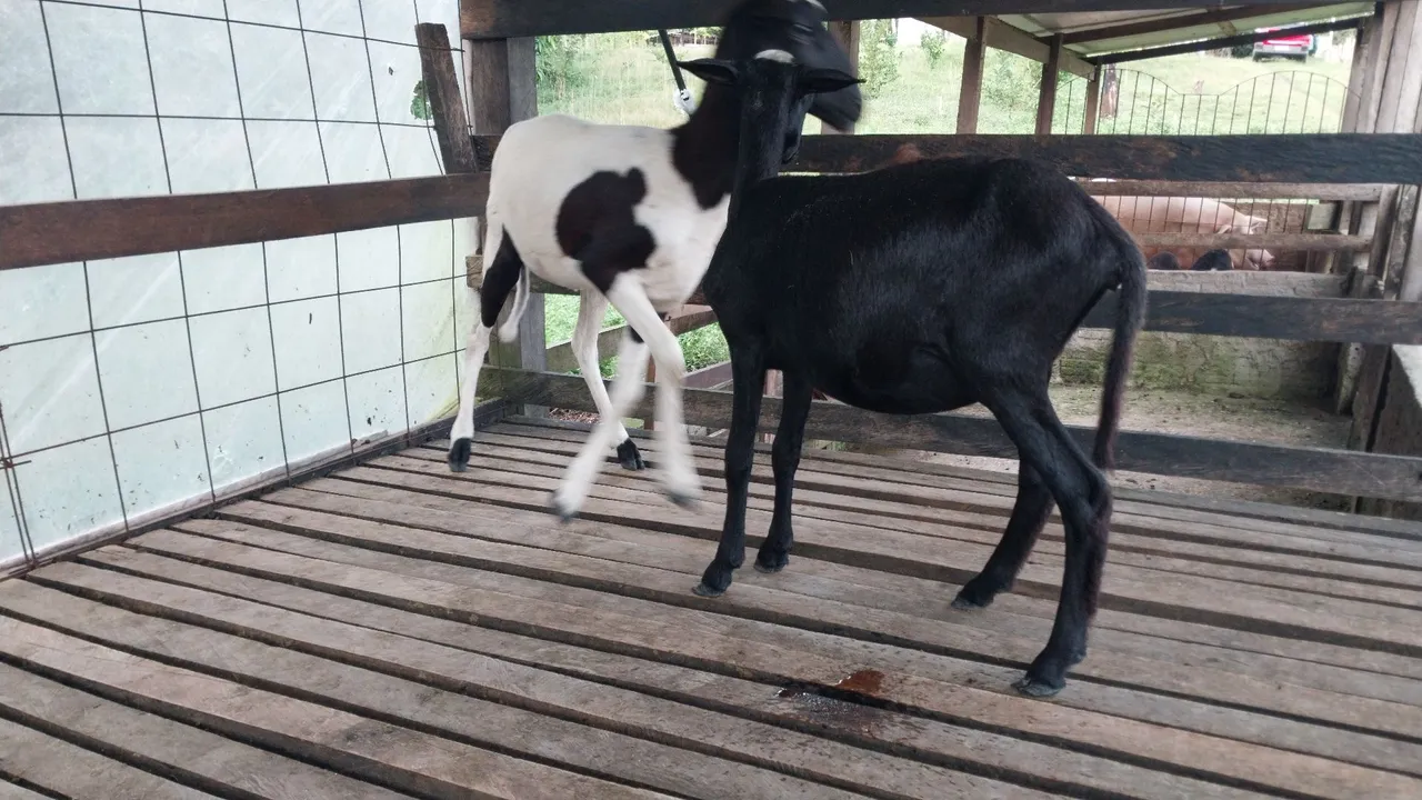 Casal Ovelhas para criação