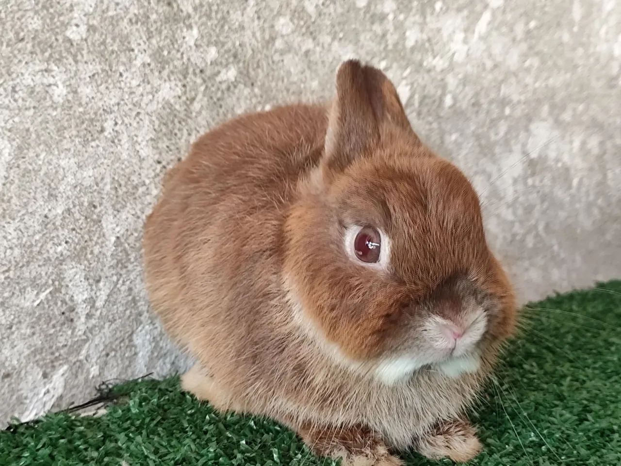 Padrão importado  - Foto 5