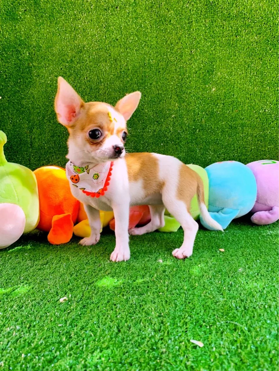 Chihuahua Fêmea Pelo curto MINÚSCULA  - Foto 2
