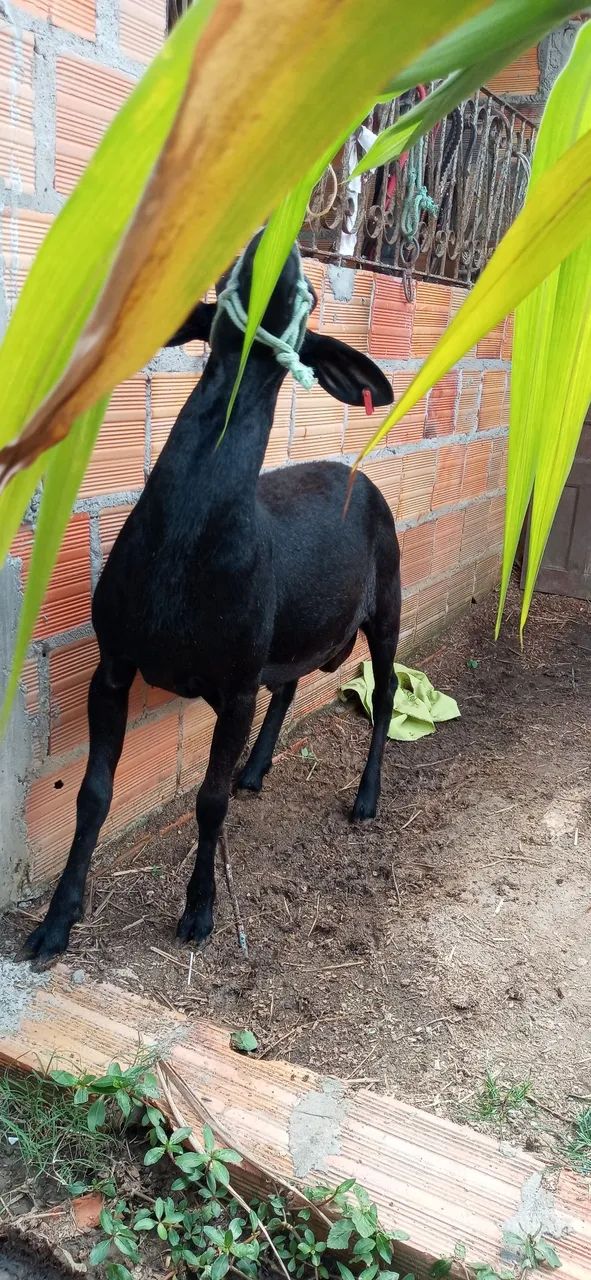 Carneiro santa inês po uma marran e um borrego mest de dorper a venda - Foto 2