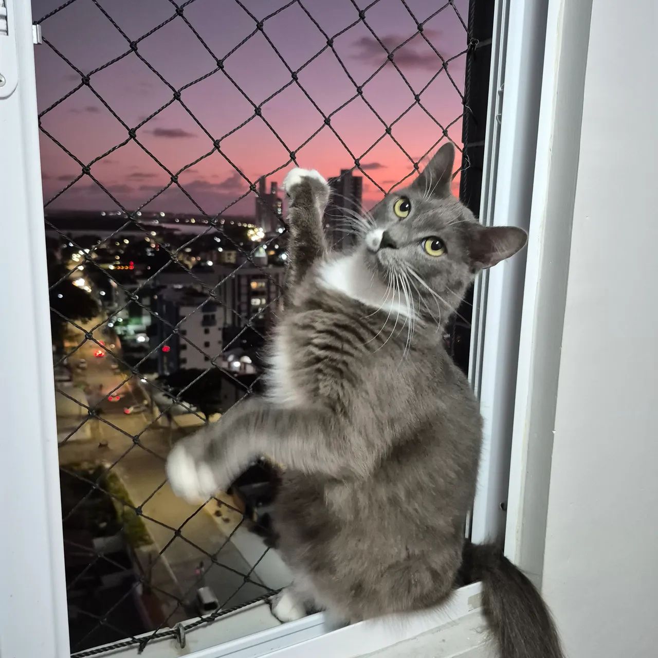 Gato Para doação - Foto 4