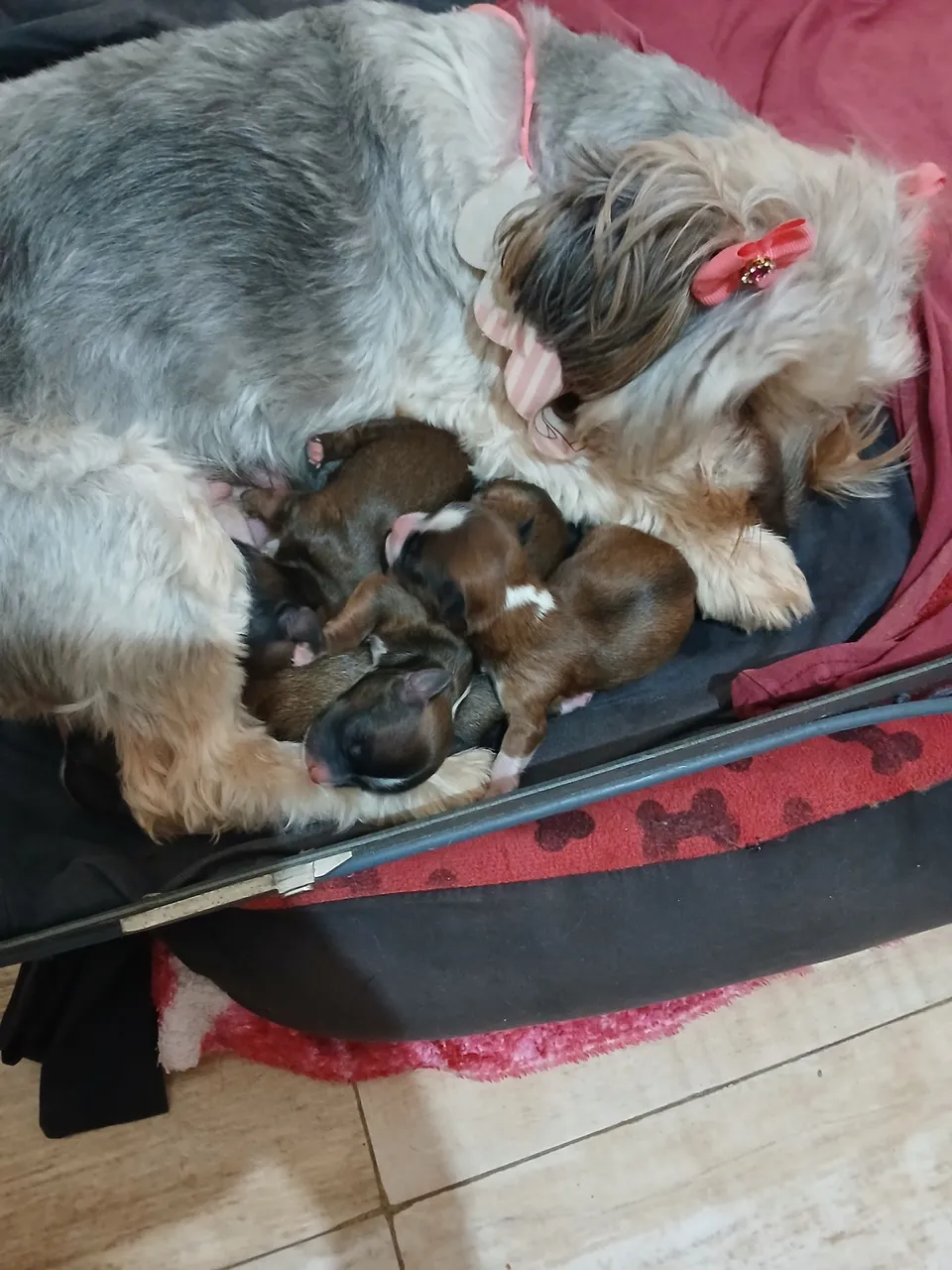 Filhotes de Shih Tzu e Yorkshire disponíveis para venda