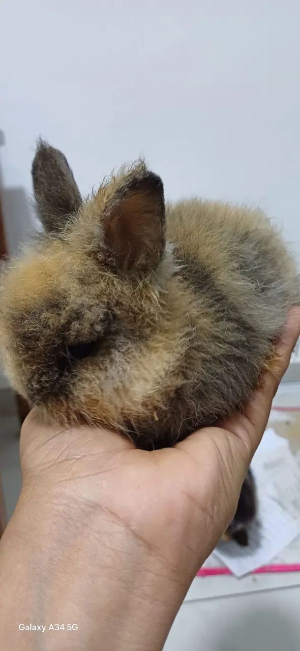 Coelhinho fofinho  - Foto 3