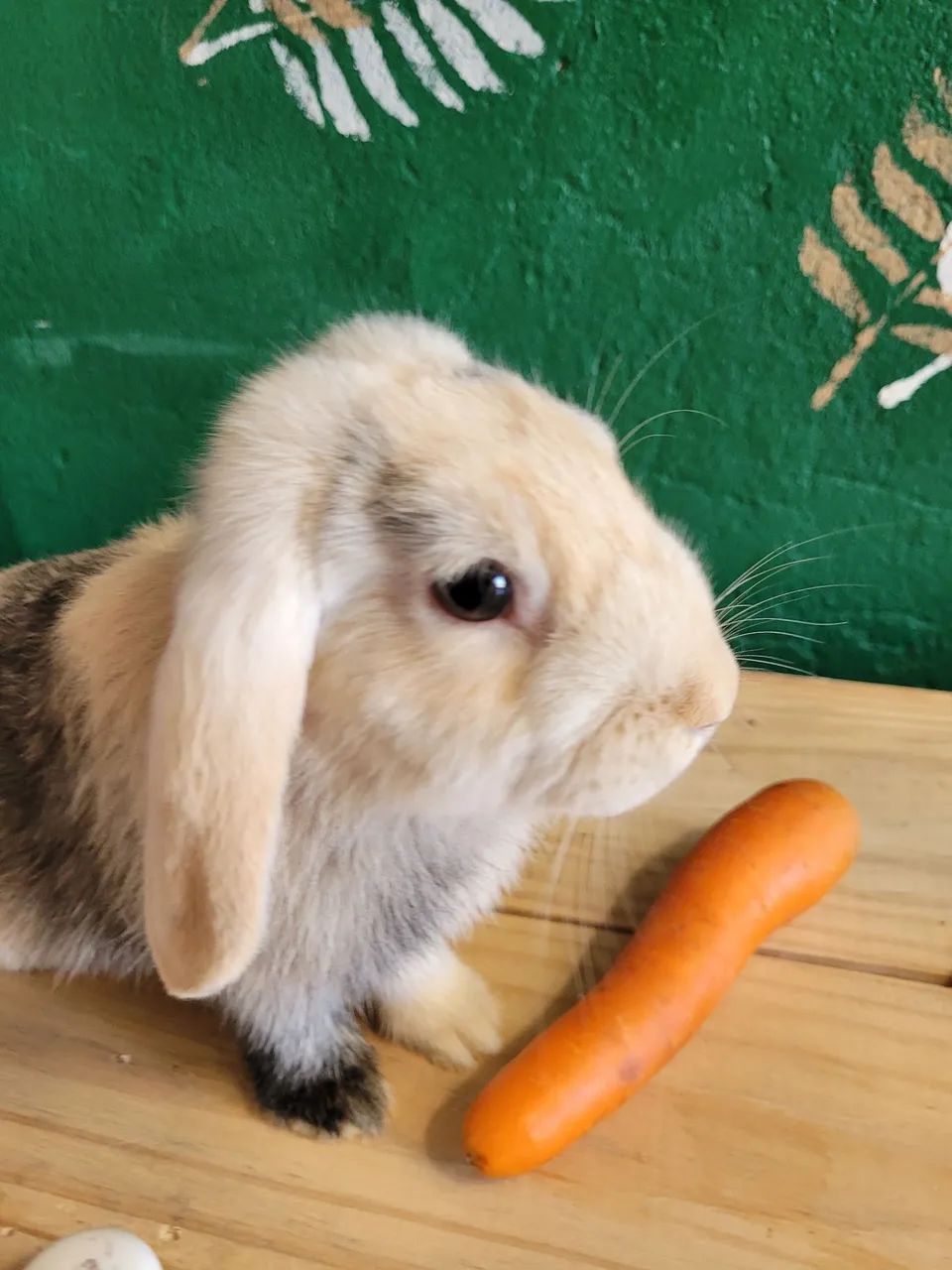 Coelhinha mini lop - Foto 2