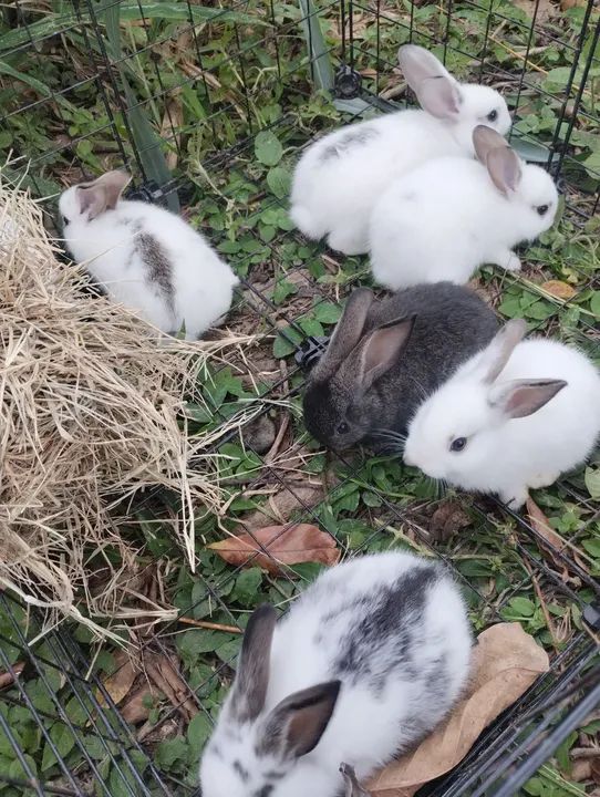 Coelhos fofinhos para adoção!