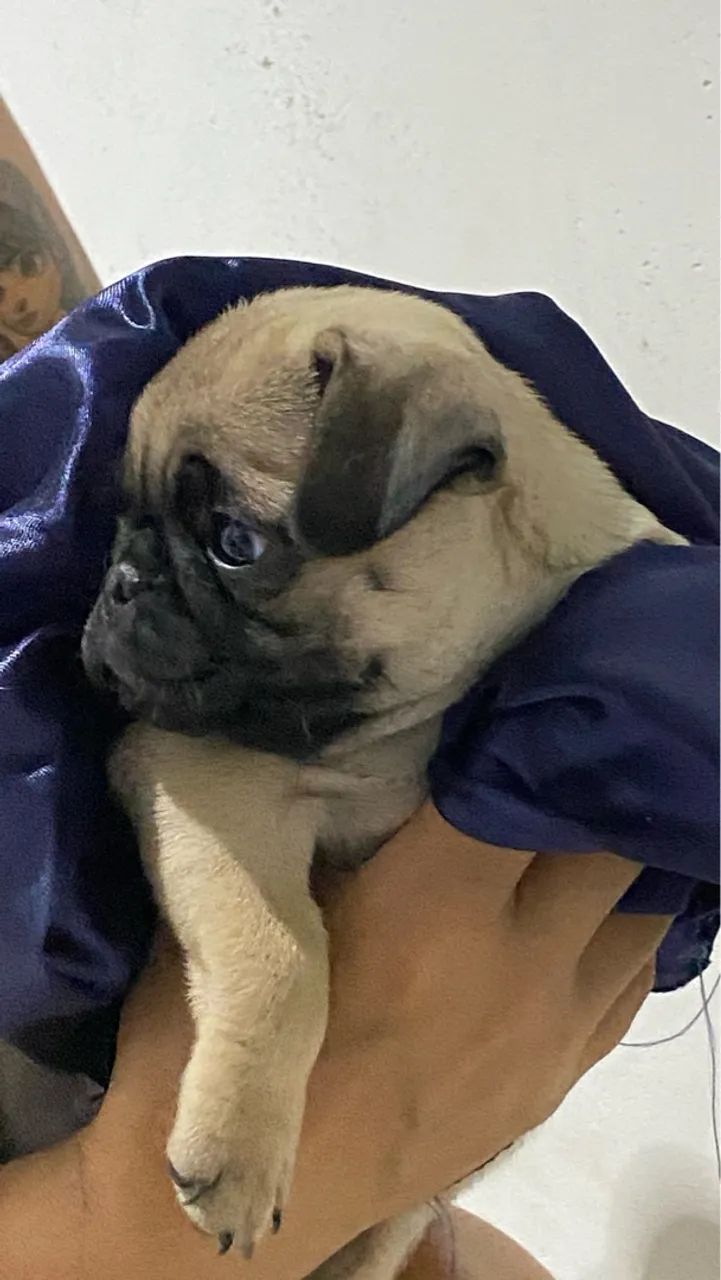 Raça pura Pug  - Foto 3