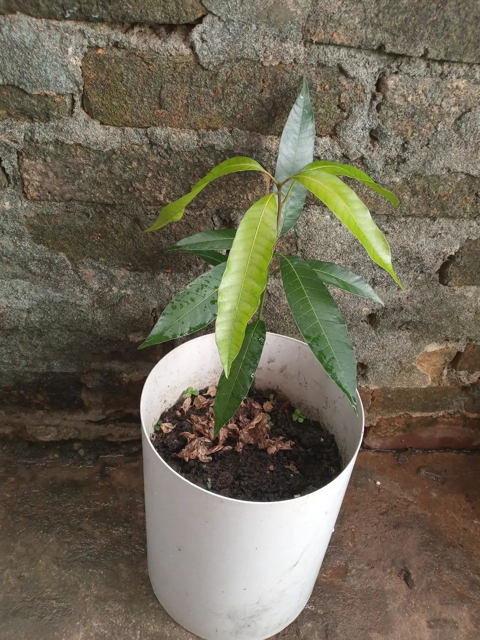 Vendo mudas frutíferas  - Foto 4