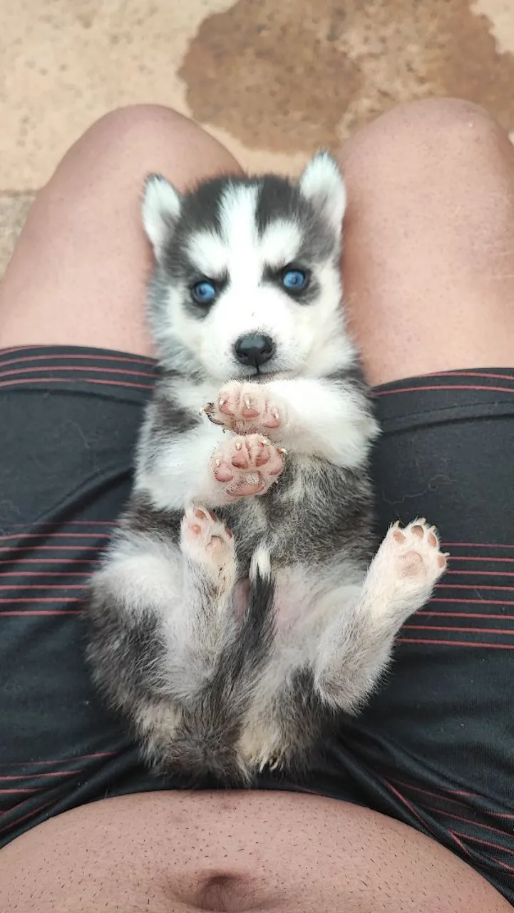 Filhote de Husky Siberiano para adoção