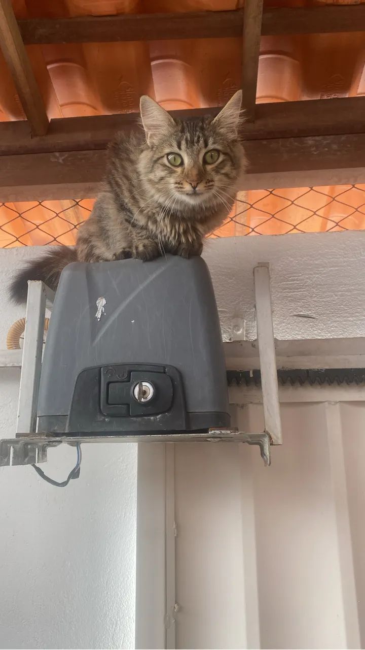 Gatinhos lindos pra adoção  - Foto 2