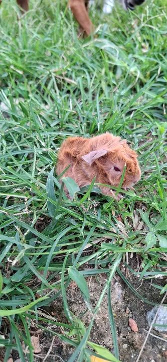 Porquinho da india absinio - Foto 2