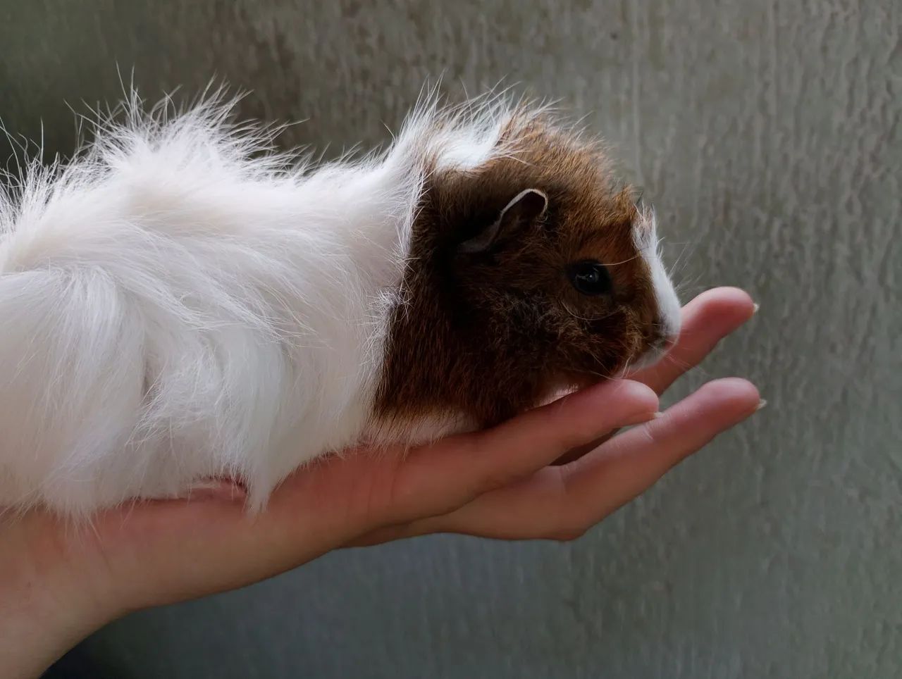 Porquinho da índia abissínio  - Foto 2