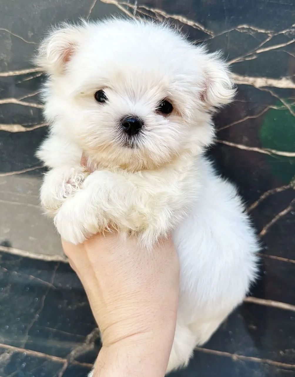 Maltês Micro Macho Liberado!! Excelente Linhagem.  - Foto 3