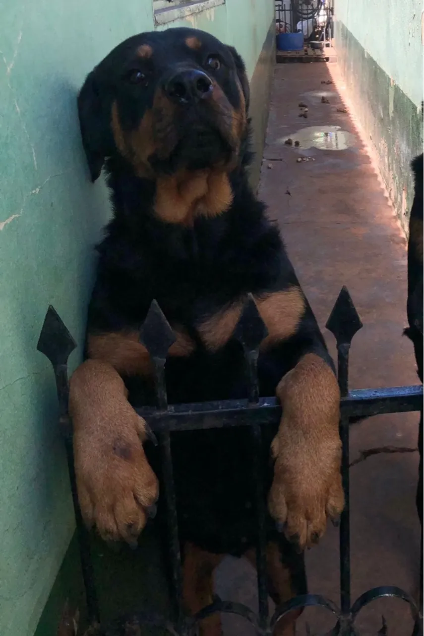 Procuro rottweiler macho pra cruzar