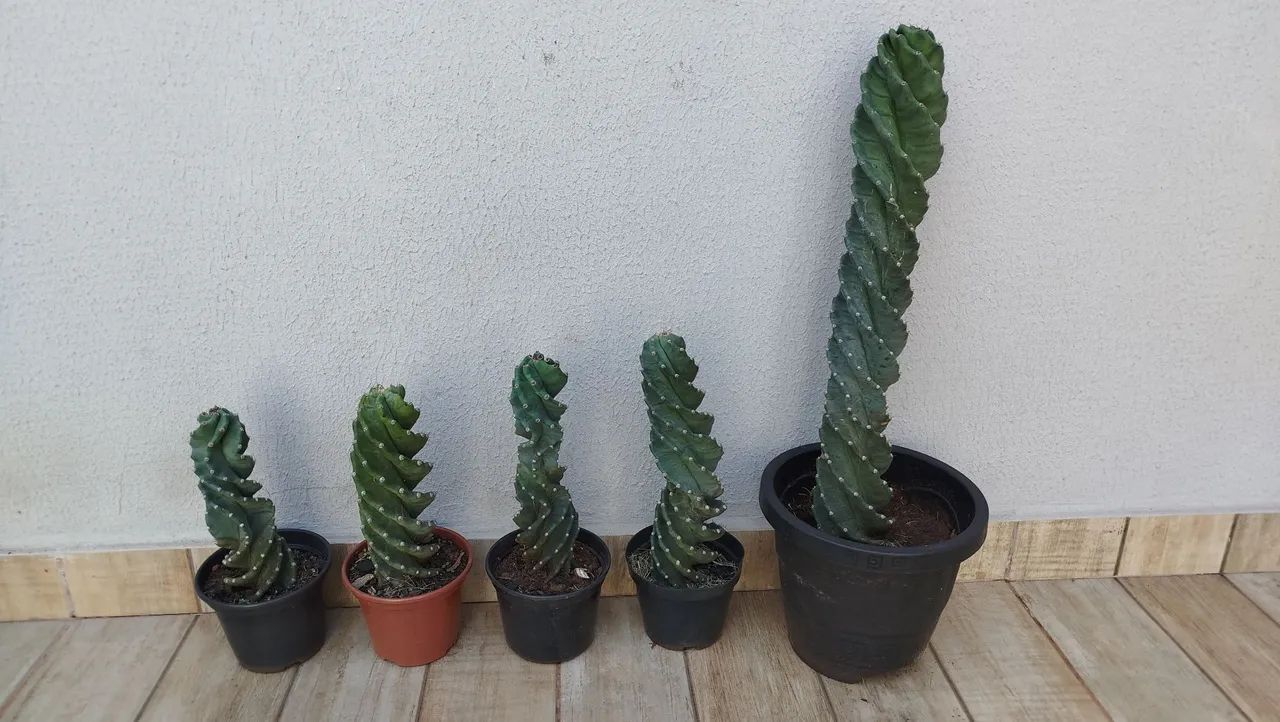 Cactos Parafuso  - Foto 2