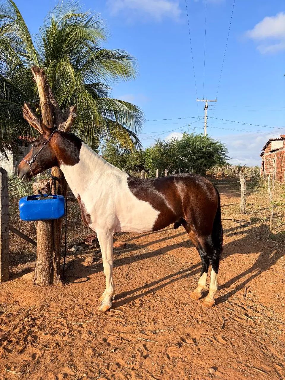 Cavalo MM genuíno de macha picada para venda