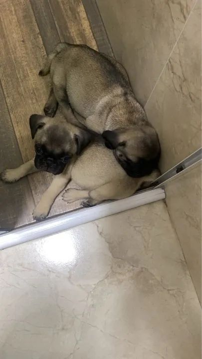Filhote de Pug Macho