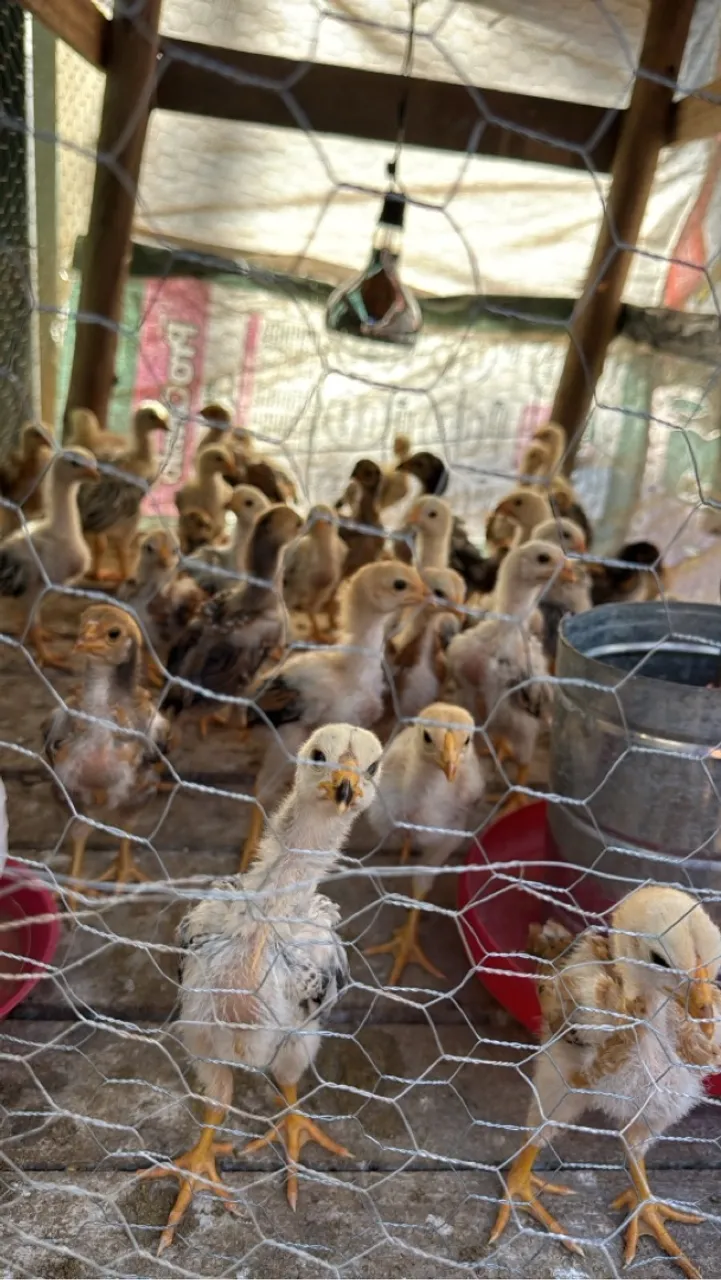 Pintinhos Caipira