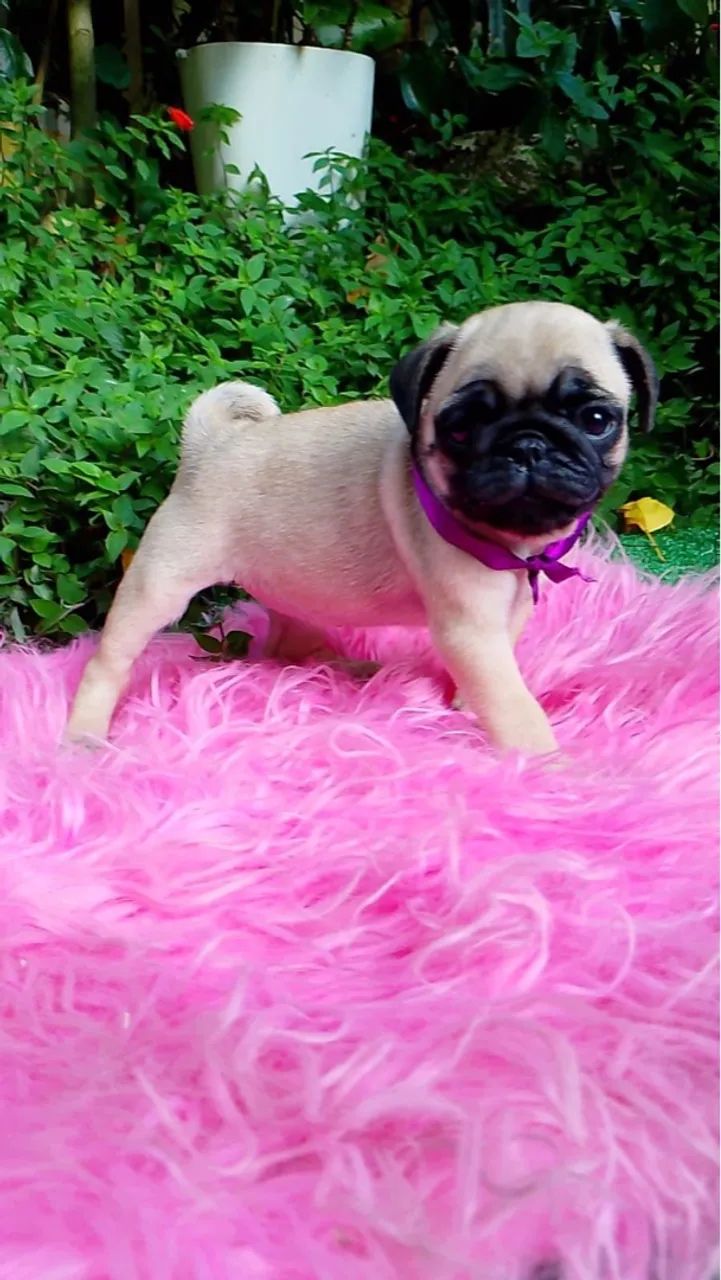 Pug filhote, Pequenos anjos de quatro patas esperando por um lar!