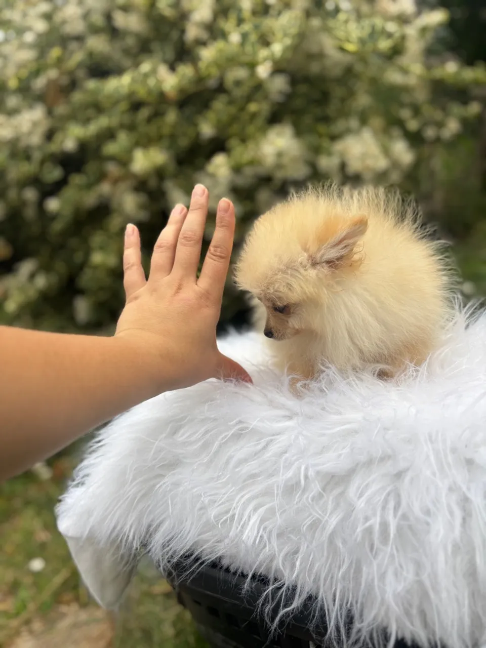 Spitz Alemão anão com as 3 doses de vacina