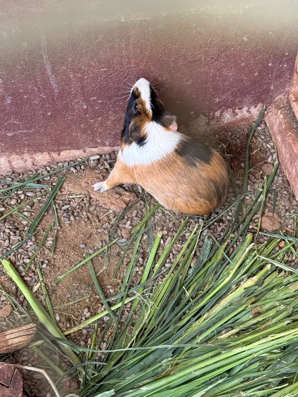 Porquinho da índia 