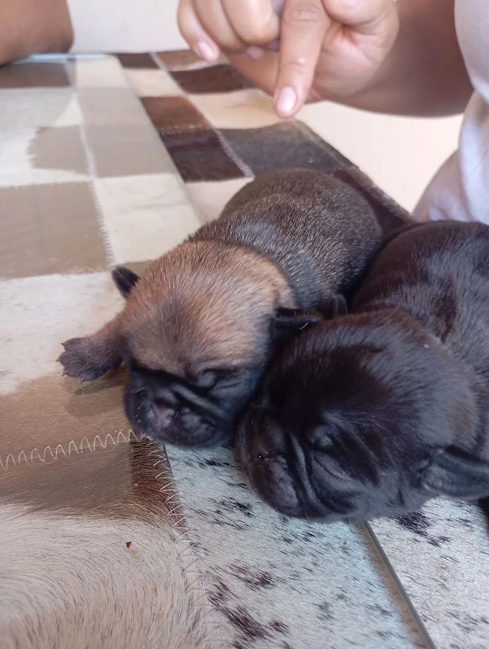 Filhotes de Pug fêmea  - Foto 2