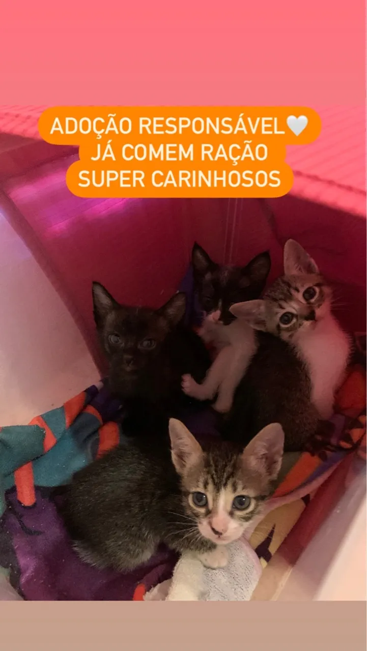 Gatinhos para Adoção Responsável
