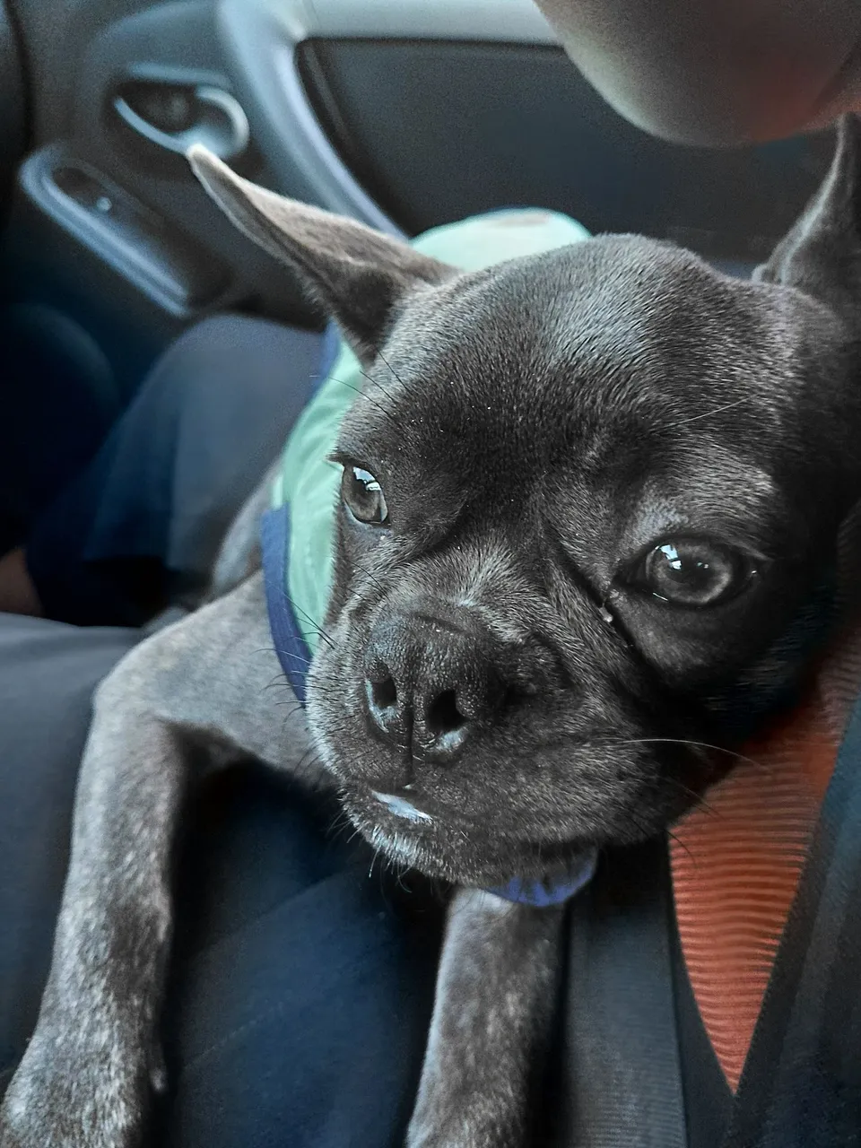 Buldogue Francês- 1.200