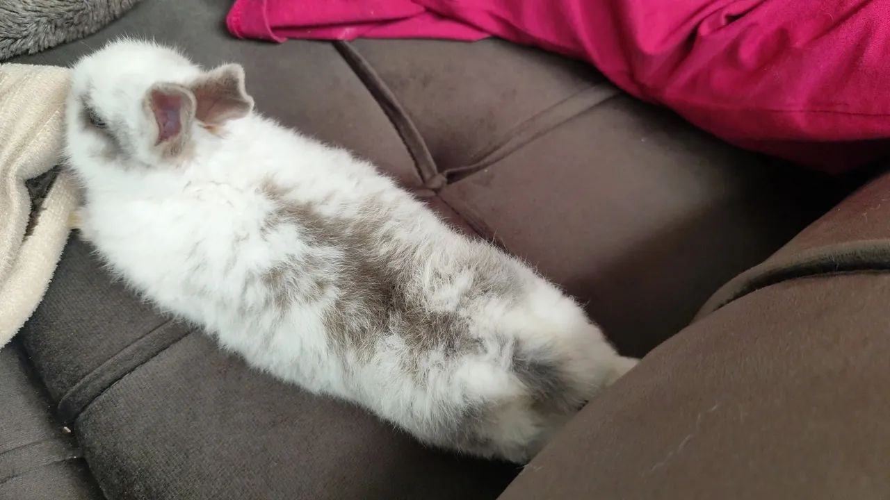 Coelhinho Mini Netherland Dwarf - Foto 4