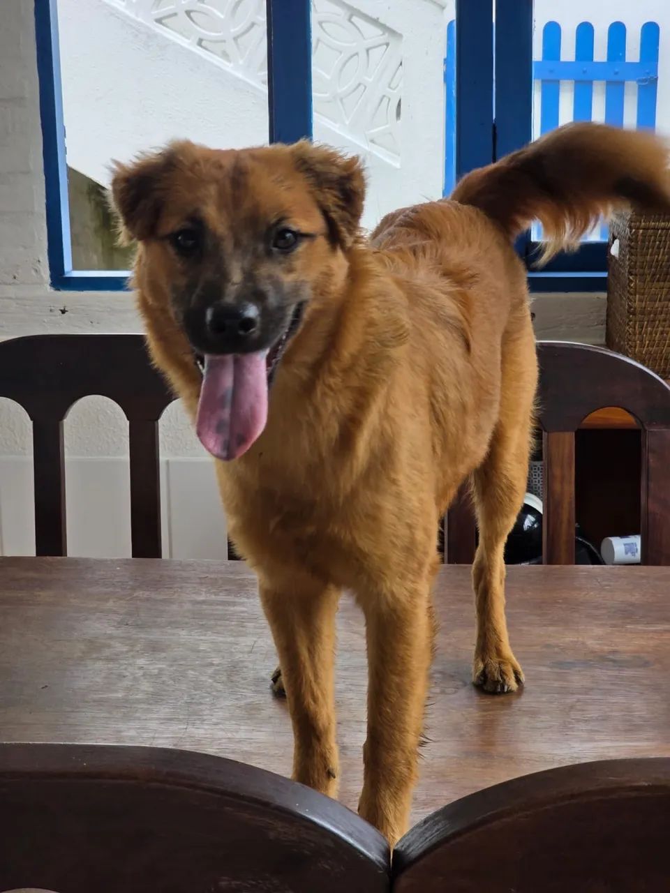 Adoção responsável 