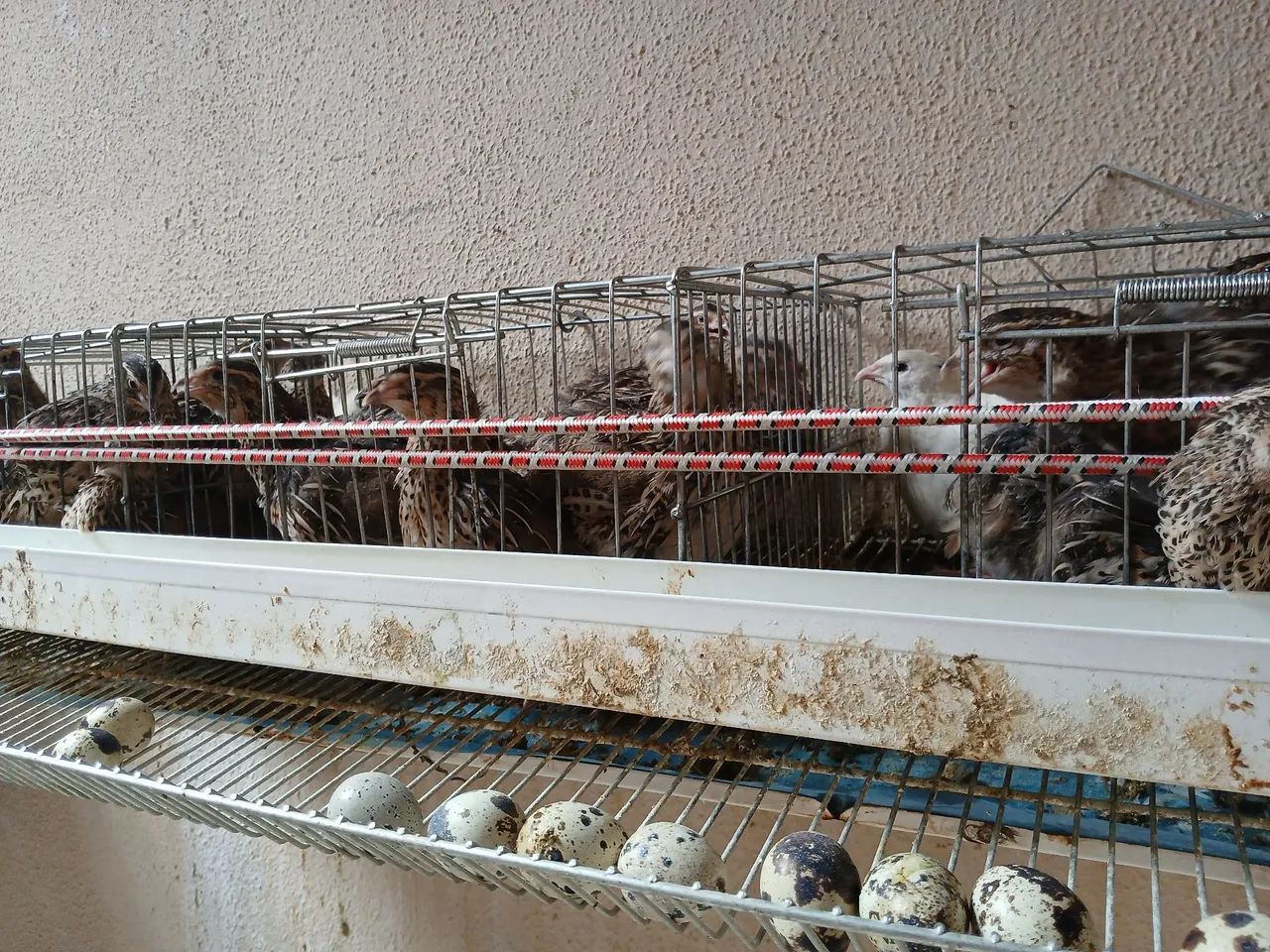 Disponível para venda - Foto 5