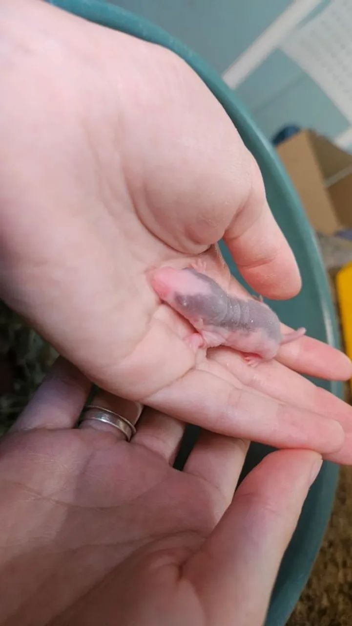 Filhotes de rato Twister  - Foto 5