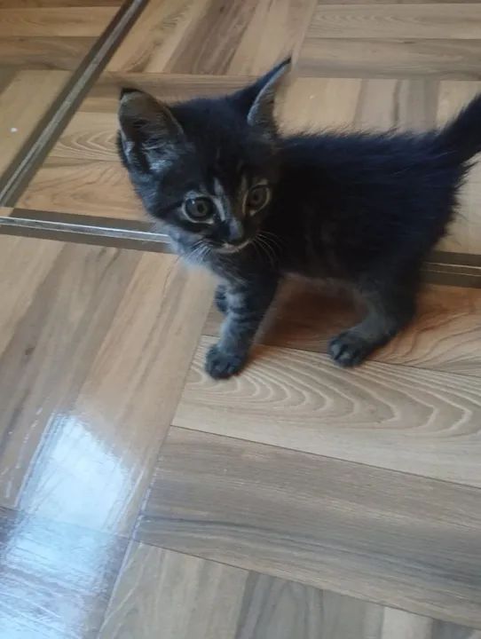 DOA-SE GATINHO BRINCALHÃO 