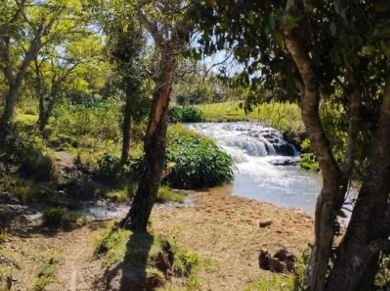 Fazenda com cana próximo Uberlândia  - Foto 2