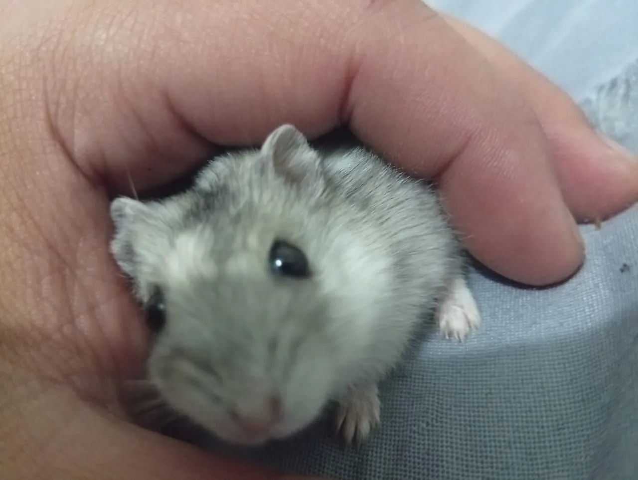 Hamster anão russo  - Foto 3