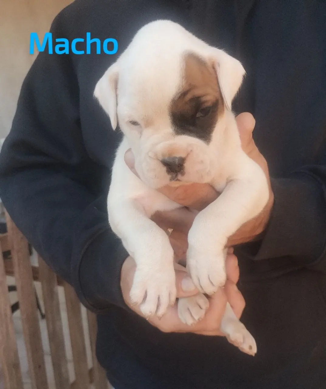 Filhote de Boxer