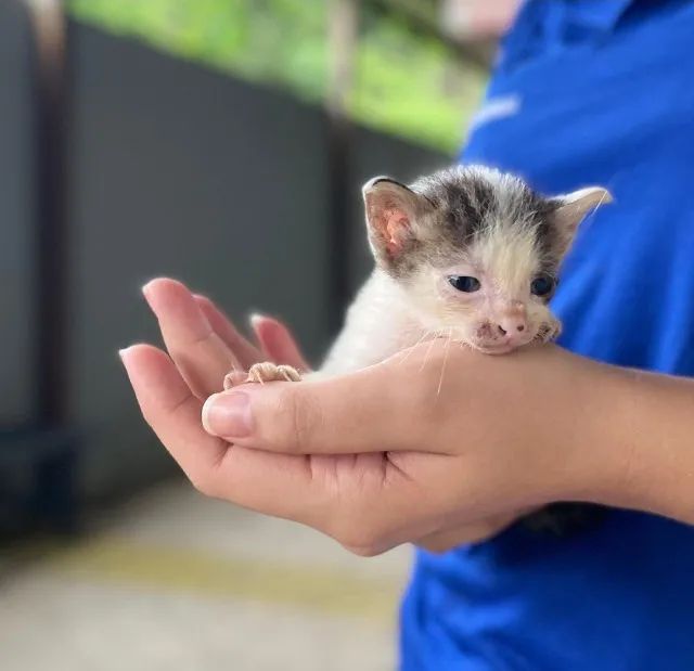 Gatinha para doação 