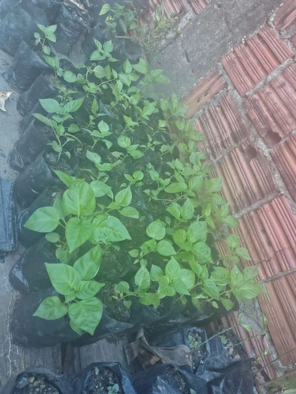 Não entrego  - Foto 6