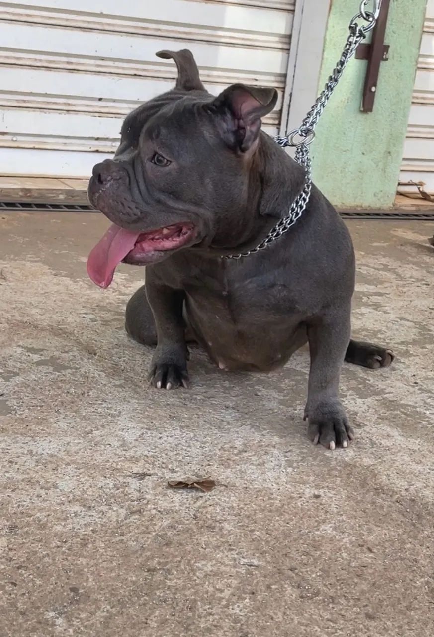 Bully Micro bluee Pedigree IBC - Foto 3
