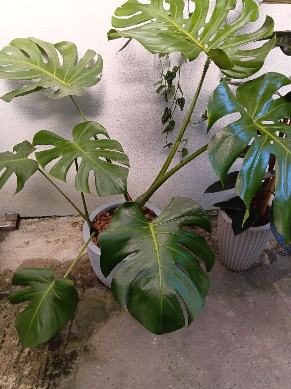 Natural  - Foto 3