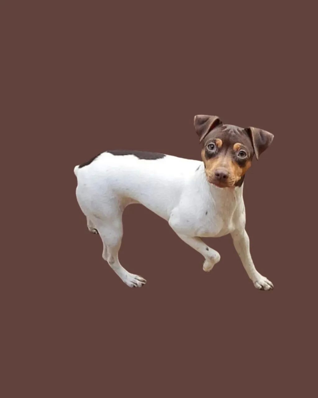 Terrier Brasileiro 