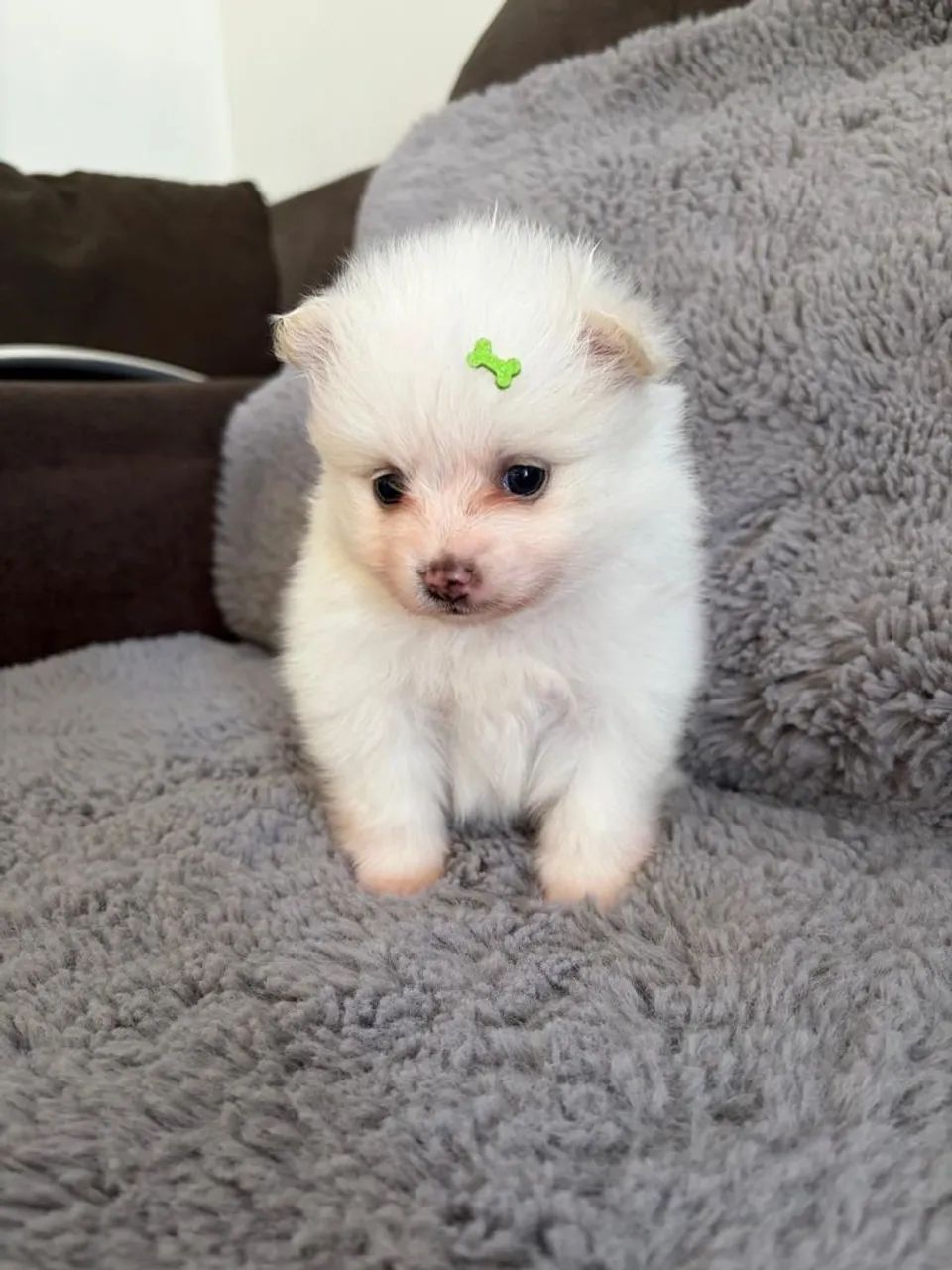 Spitz alemão!!!!