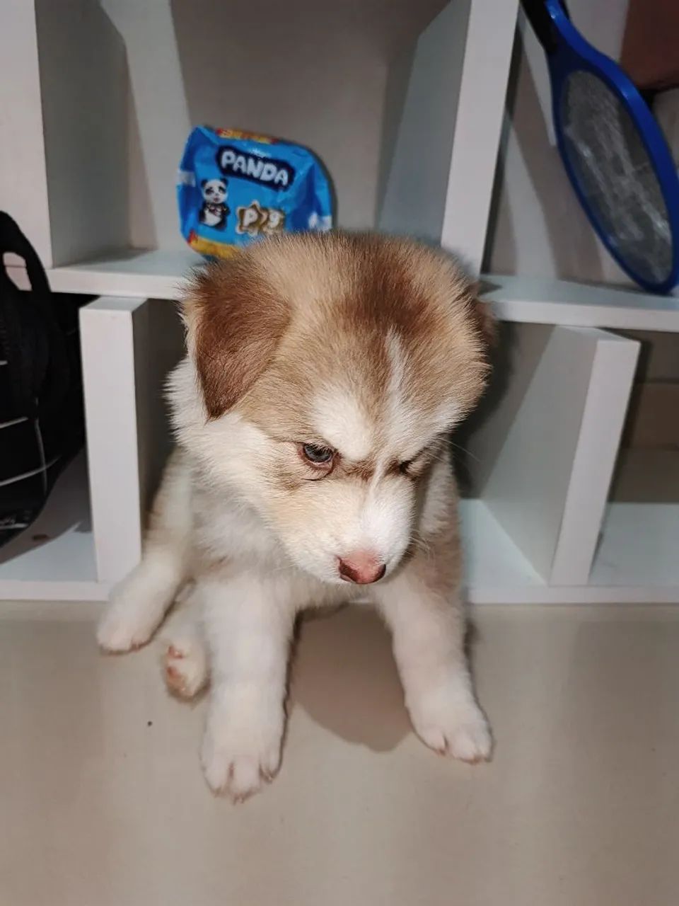 Husky siberiano 