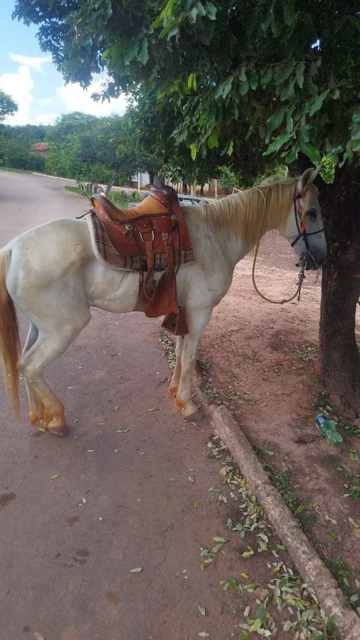 Cavalo vendo ariado 
