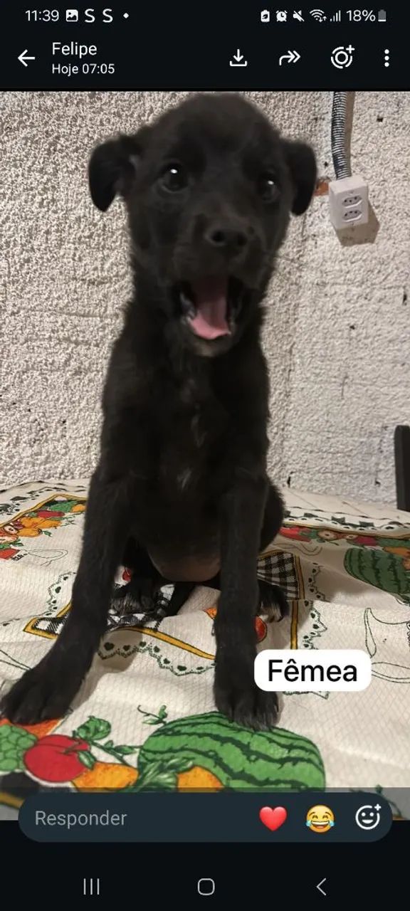 Doação  - Foto 2