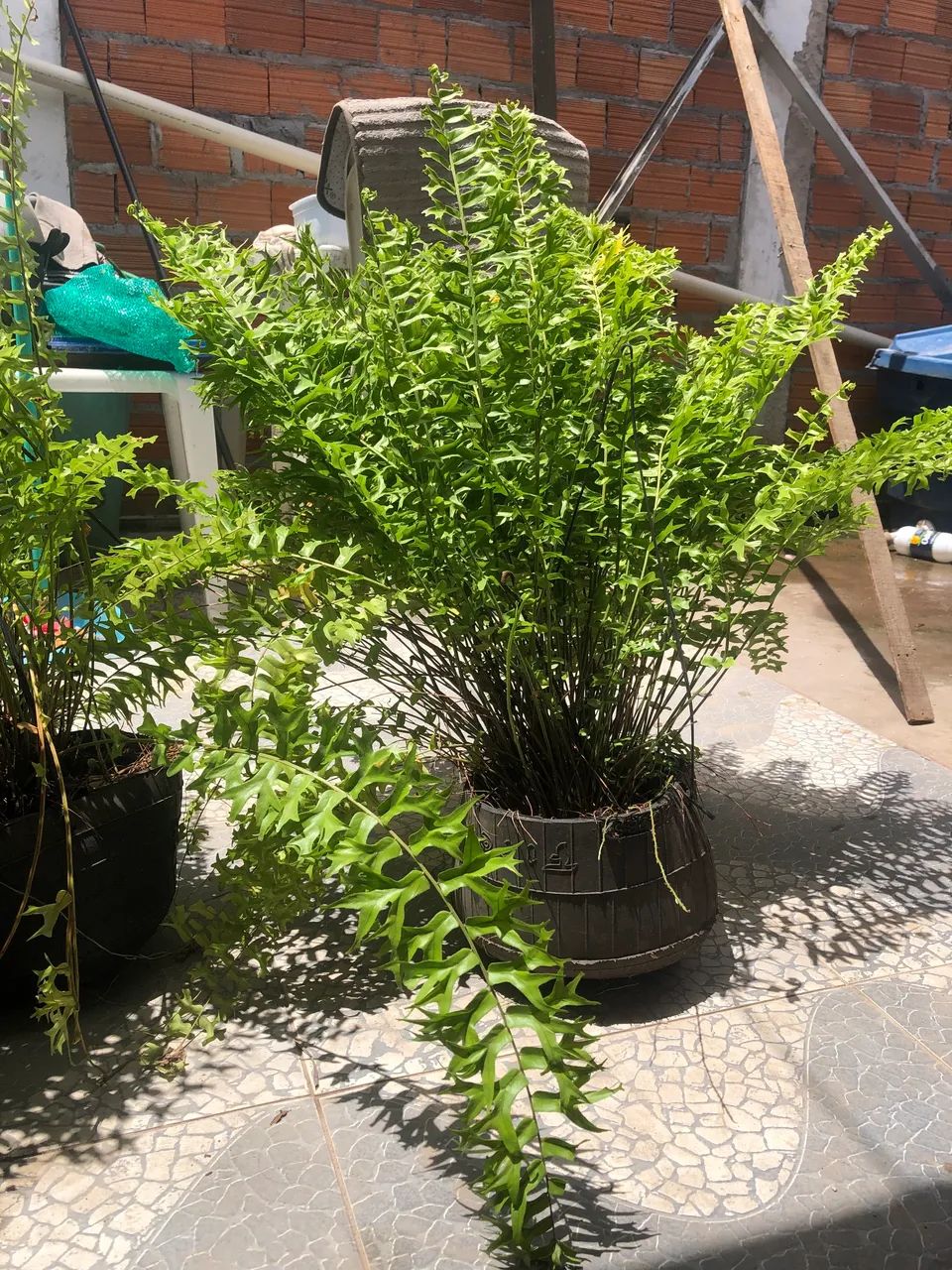 Planta | Samambaia  - Foto 3