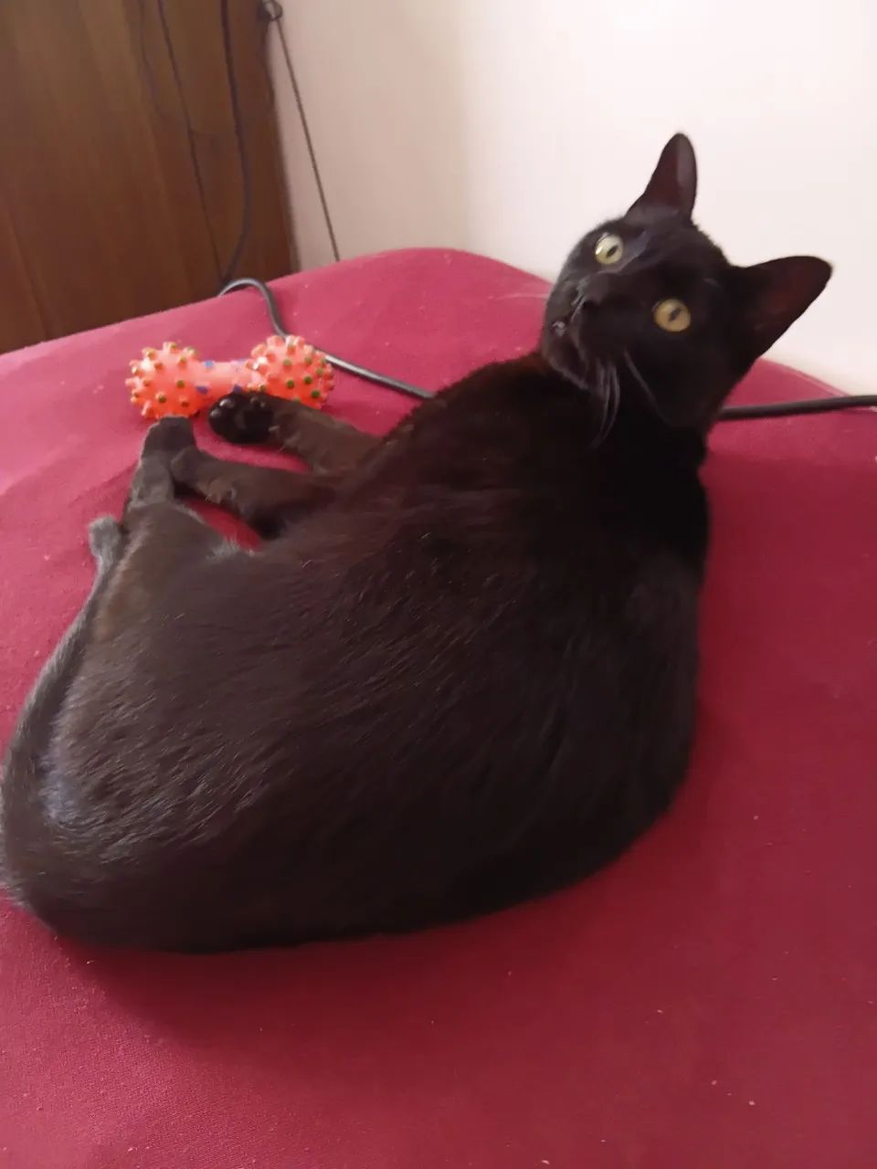 Doando gato macho castrado - Foto 2