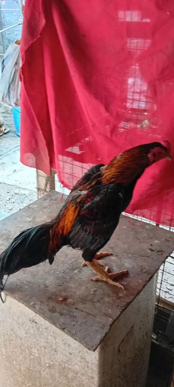Galo - Foto 4